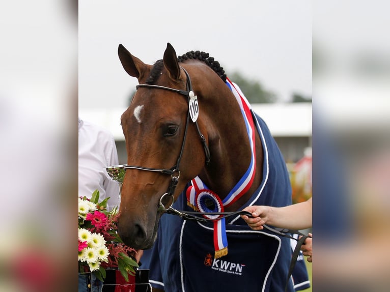 KWPN Merrie 12 Jaar 173 cm Donkerbruin in Raalte