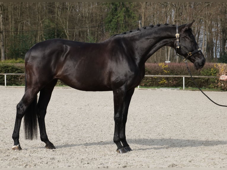 KWPN Merrie 12 Jaar 175 cm Zwart in Neustadt (Wied)