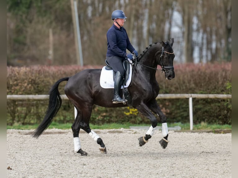 KWPN Merrie 12 Jaar 175 cm Zwart in Neustadt (Wied)