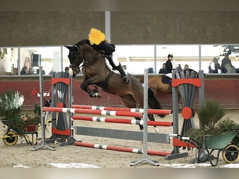 KWPN Merrie 12 Jaar 176 cm Bruin in Vaassen