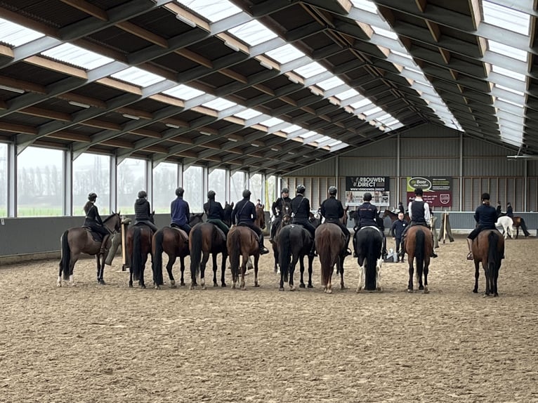 KWPN Merrie 12 Jaar 176 cm Bruin in Vaassen