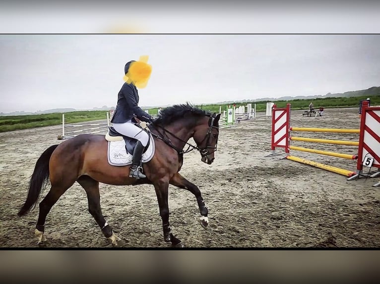 KWPN Merrie 12 Jaar 176 cm Bruin in Vaassen