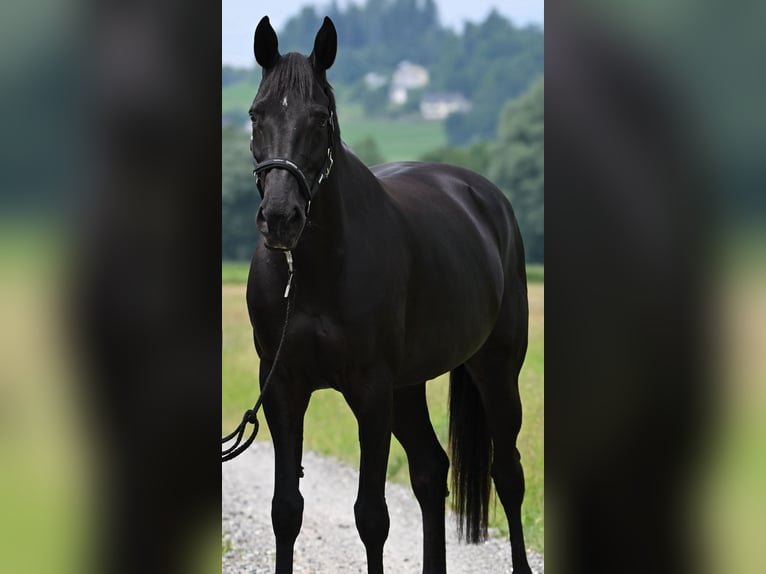 KWPN Merrie 12 Jaar 176 cm Zwart in Feldbach