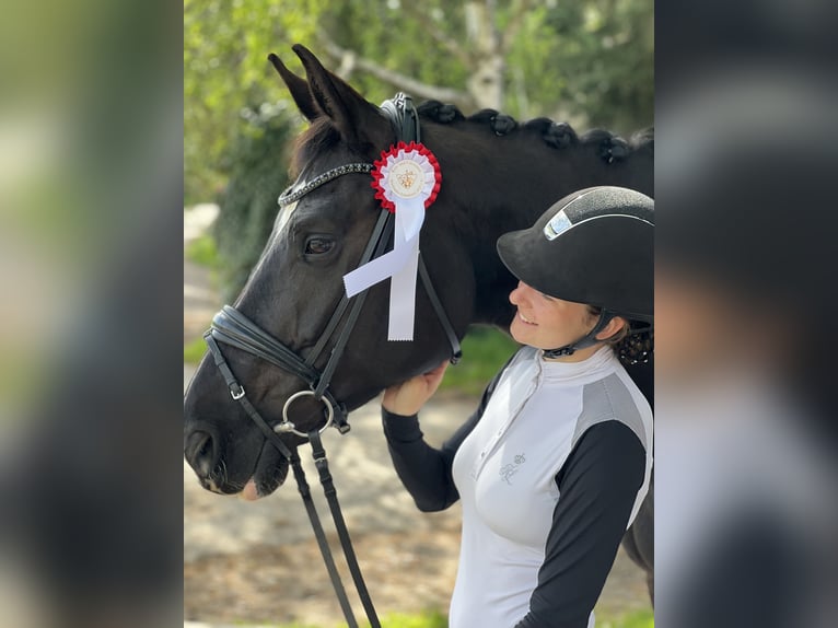 KWPN Merrie 12 Jaar 180 cm Zwartbruin in Hofheim am Taunus