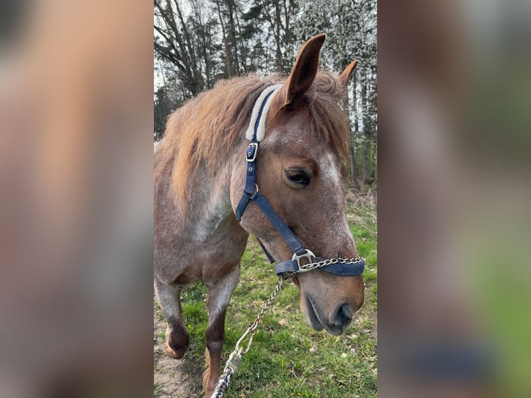 KWPN Mix Merrie 13 Jaar 157 cm Roan-Red in Neustadt an der Aisch