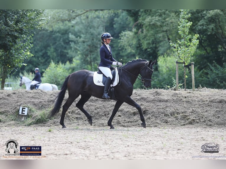 KWPN Merrie 13 Jaar 161 cm Zwartbruin in Oldenzijl