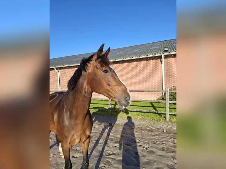 KWPN Merrie 13 Jaar 162 cm Bruin in Meerstad