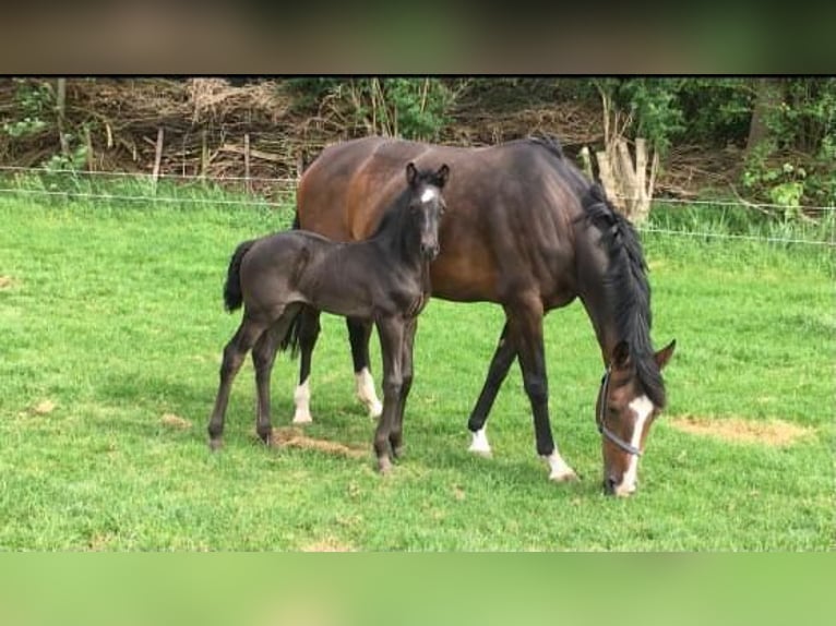 KWPN Merrie 13 Jaar 162 cm Bruin in Meerstad