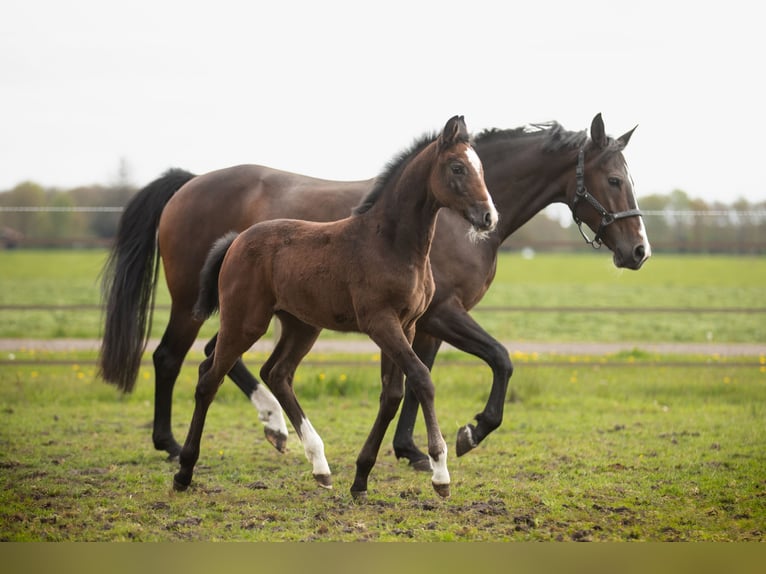 KWPN Merrie 13 Jaar 162 cm Donkerbruin in Jubbega