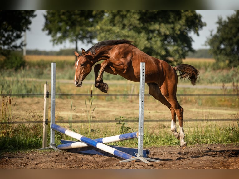 KWPN Merrie 13 Jaar 162 cm Donkerbruin in Jubbega