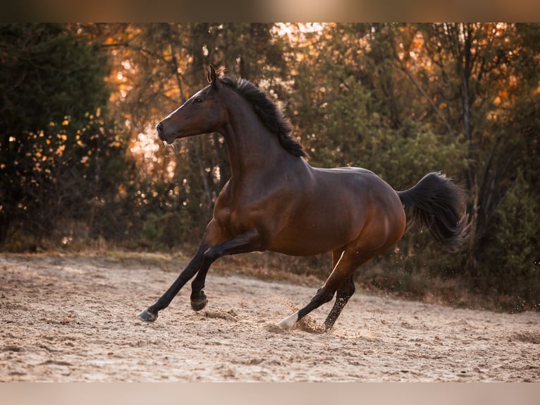 KWPN Merrie 13 Jaar 162 cm Donkerbruin in Jubbega