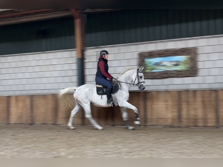 KWPN Merrie 13 Jaar 162 cm Vliegenschimmel in Oud Gastel