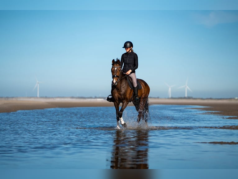 KWPN Merrie 13 Jaar 163 cm Bruin in Nieuw- en Sint Joosland