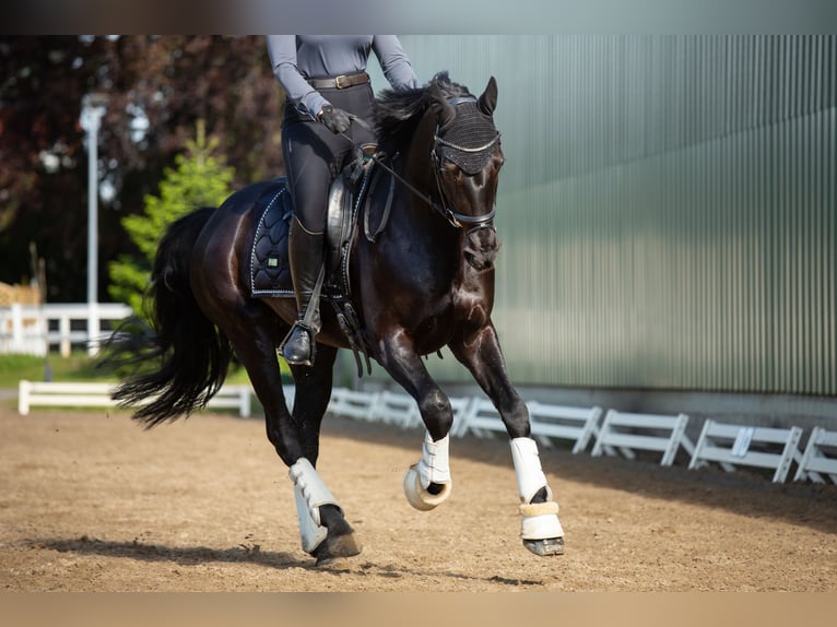 KWPN Merrie 13 Jaar 164 cm Zwart in Pinneberg