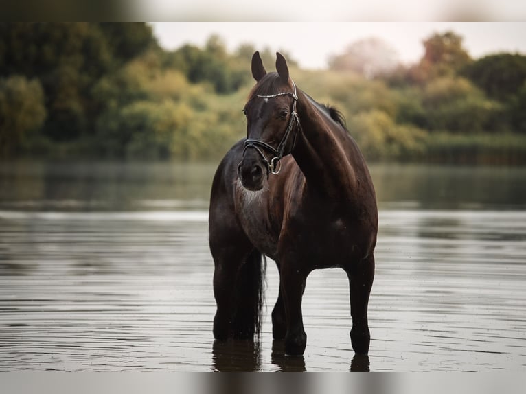 KWPN Merrie 13 Jaar 164 cm Zwart in Pinneberg