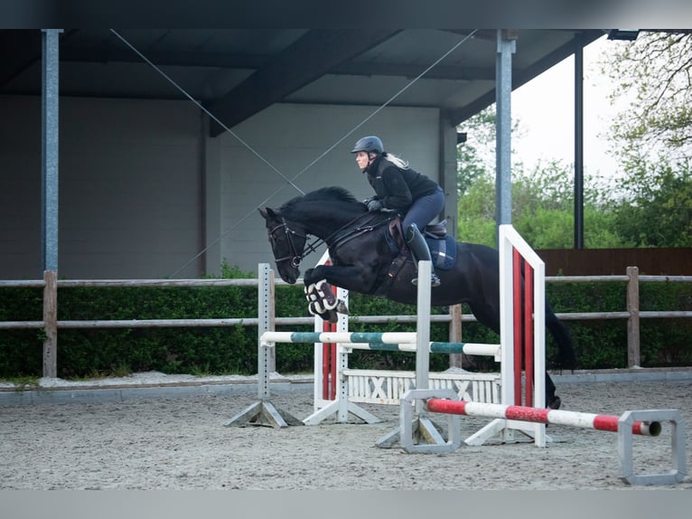 KWPN Merrie 13 Jaar 164 cm Zwart in Pinneberg