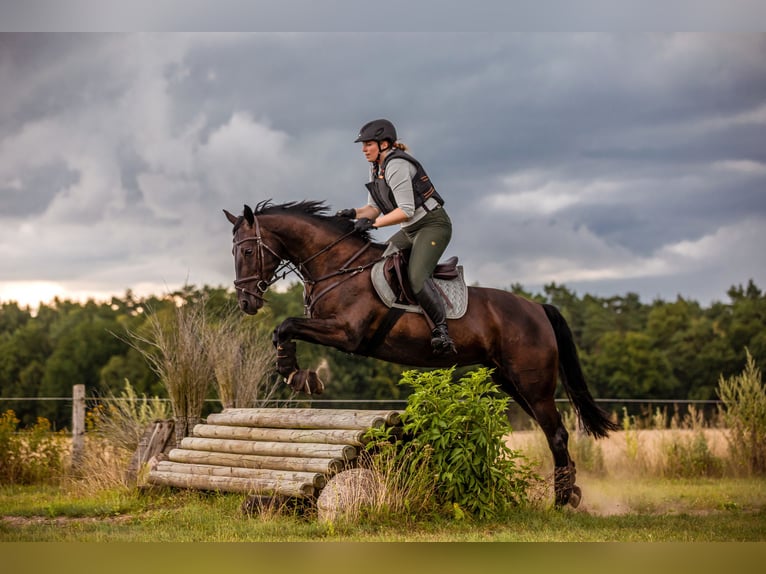 KWPN Merrie 13 Jaar 164 cm Zwart in Pinneberg