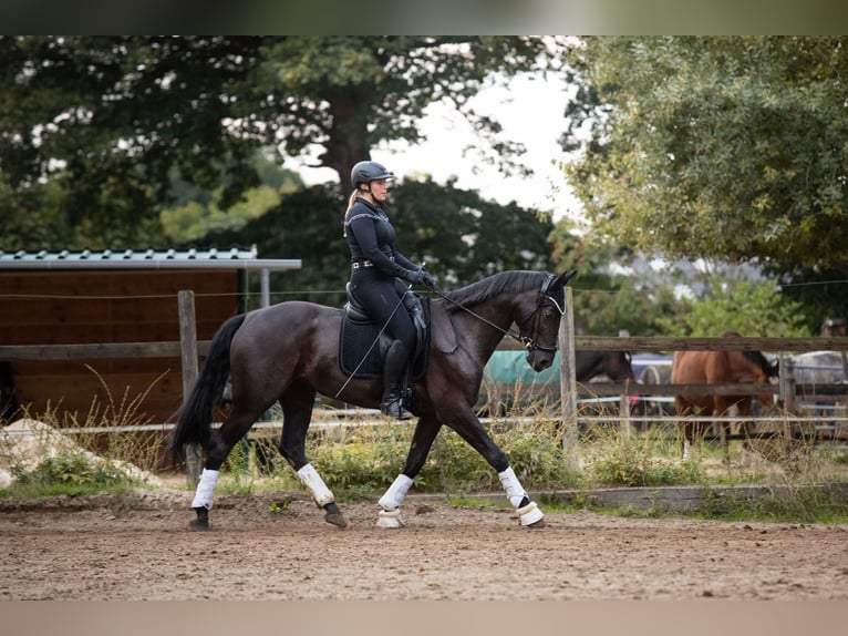 KWPN Merrie 13 Jaar 164 cm Zwart in Pinneberg