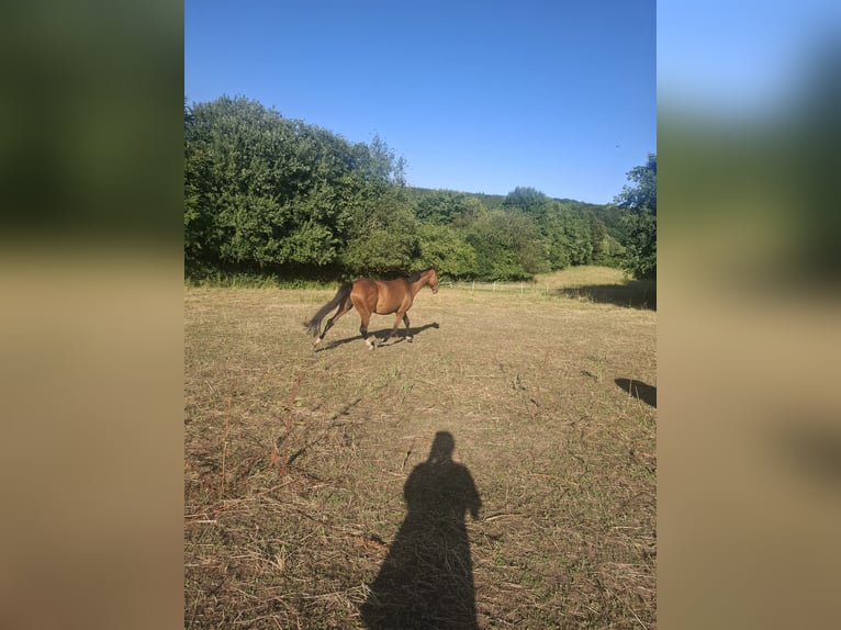 KWPN Merrie 13 Jaar 165 cm Bruin in Nettersheim