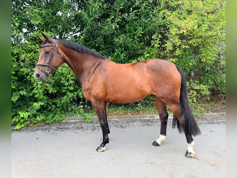 KWPN Merrie 13 Jaar 167 cm Bruin in Tolbert