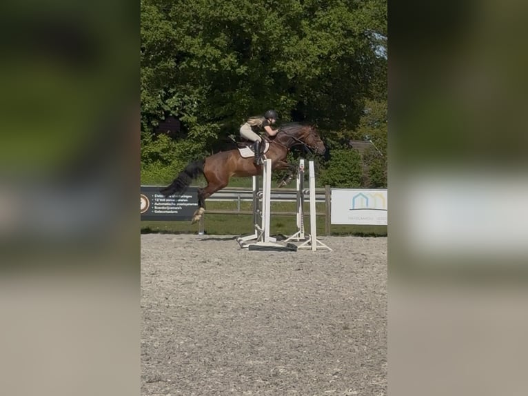 KWPN Merrie 13 Jaar 167 cm Bruin in Midwolde