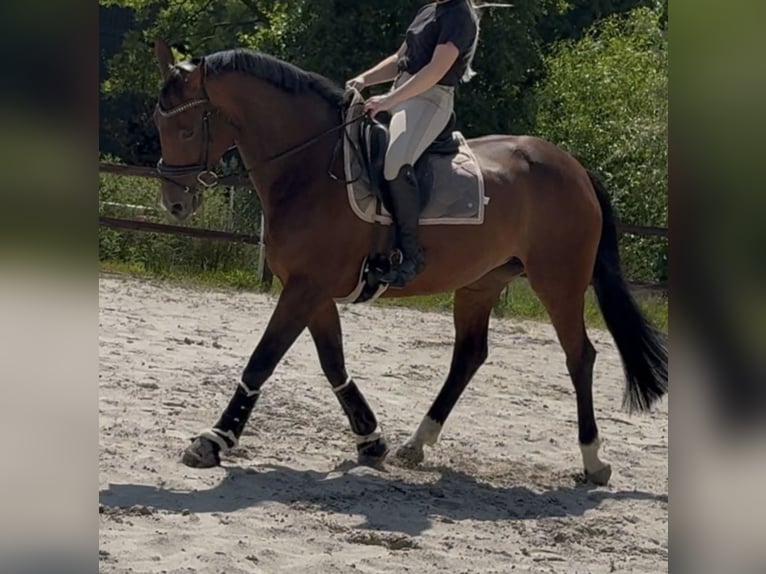 KWPN Merrie 13 Jaar 167 cm Bruin in Midwolde