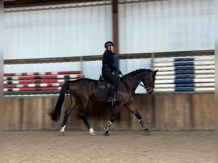 KWPN Merrie 13 Jaar 167 cm Donkerbruin in Oud Gastel