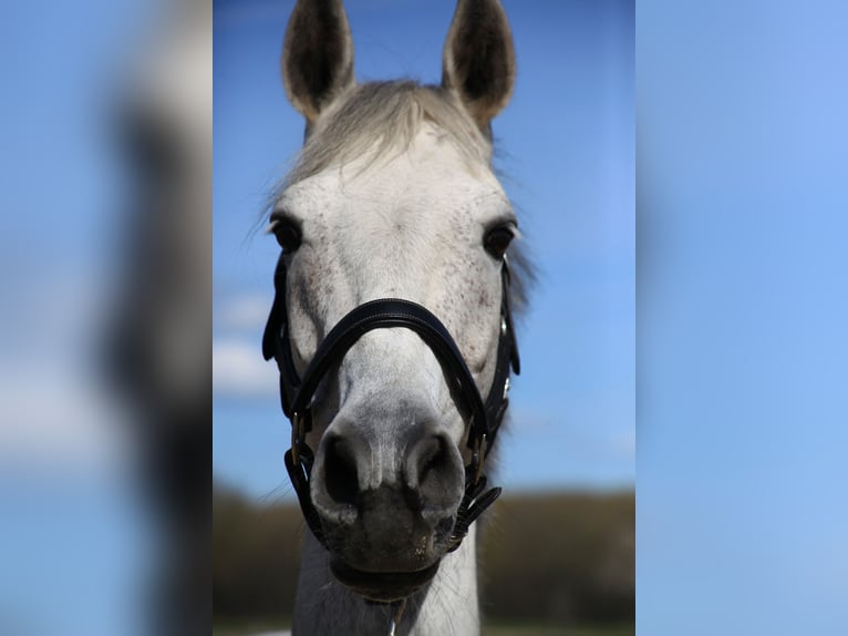 KWPN Merrie 13 Jaar 168 cm Schimmel in Vlierden