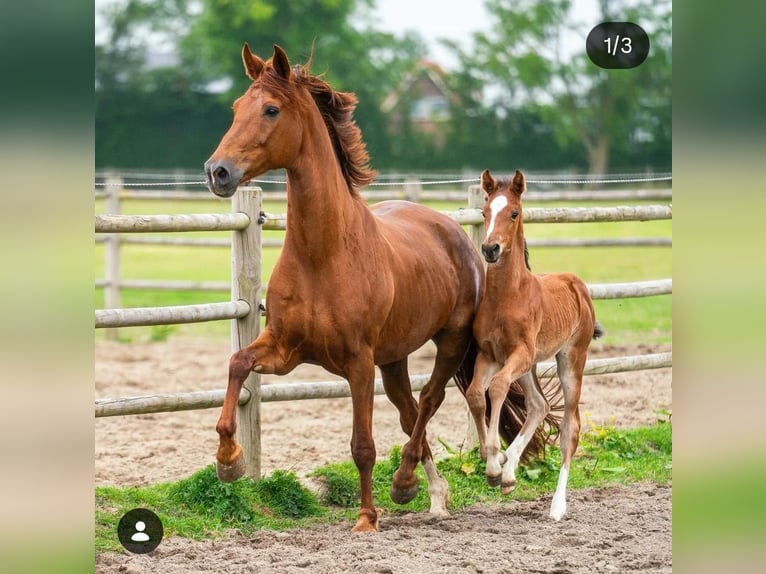 KWPN Merrie 13 Jaar 168 cm Vos in Rijnsburg
