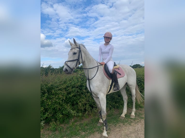 KWPN Merrie 13 Jaar 170 cm Blauwschimmel in Nijmegen