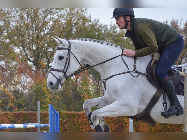 KWPN Merrie 13 Jaar 170 cm Blauwschimmel in Oud Gastel