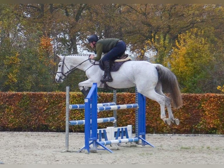 KWPN Merrie 13 Jaar 170 cm Blauwschimmel in Oud Gastel