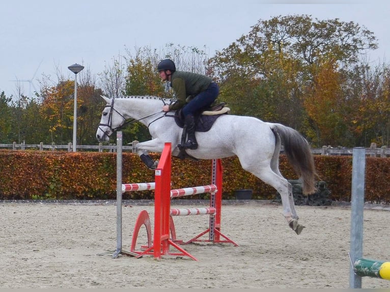 KWPN Merrie 13 Jaar 170 cm Blauwschimmel in Oud Gastel