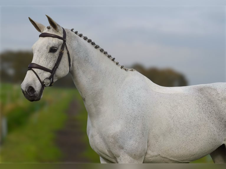 KWPN Merrie 13 Jaar 170 cm Blauwschimmel in Oud Gastel