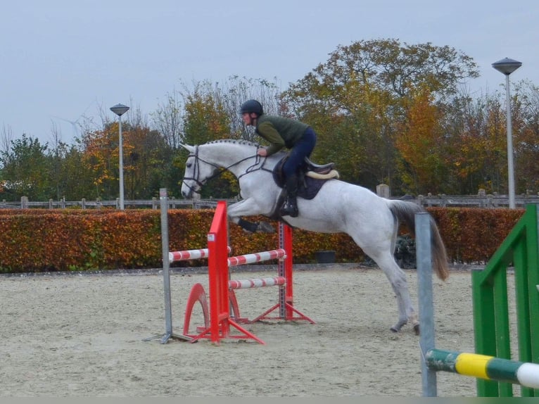 KWPN Merrie 13 Jaar 170 cm Blauwschimmel in Oud Gastel