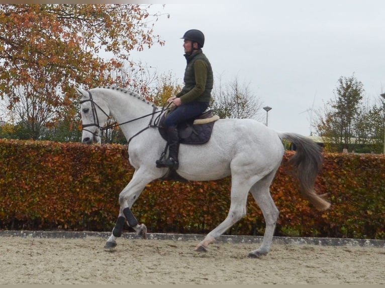 KWPN Merrie 13 Jaar 170 cm Blauwschimmel in Oud Gastel