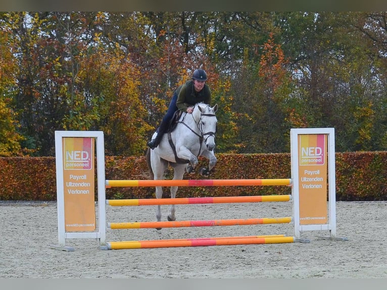 KWPN Merrie 13 Jaar 170 cm Blauwschimmel in Oud Gastel