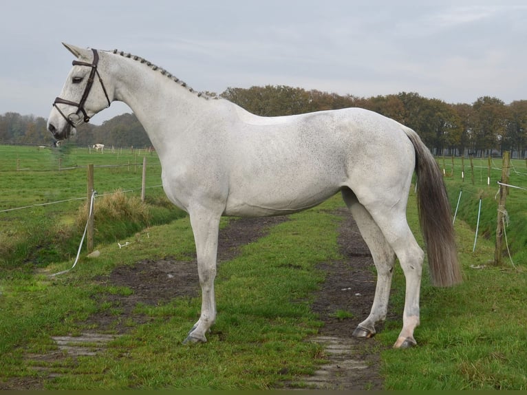 KWPN Merrie 13 Jaar 170 cm Blauwschimmel in Oud Gastel