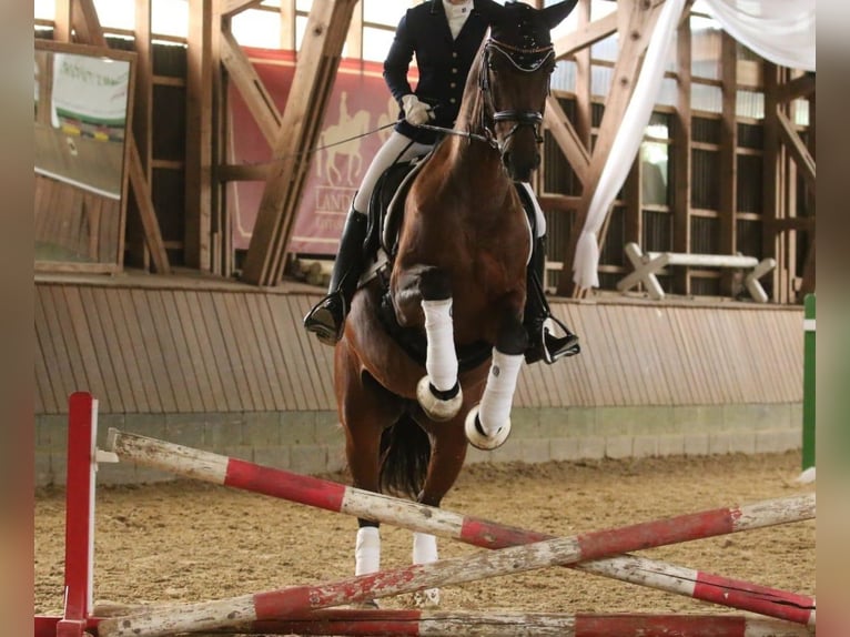 KWPN Merrie 13 Jaar 170 cm Bruin in Bad Oeynhausen