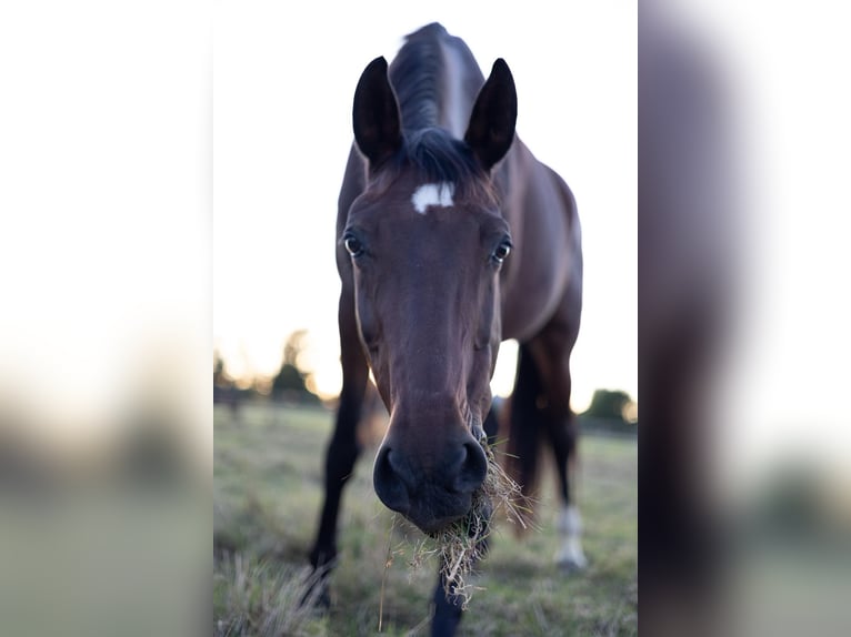 KWPN Merrie 13 Jaar 170 cm Bruin in Bad Oeynhausen