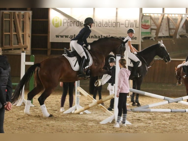 KWPN Merrie 13 Jaar 170 cm Bruin in Bad Oeynhausen