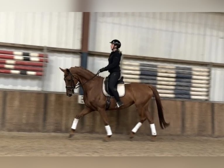 KWPN Merrie 13 Jaar 170 cm Vos in Oud Gastel
