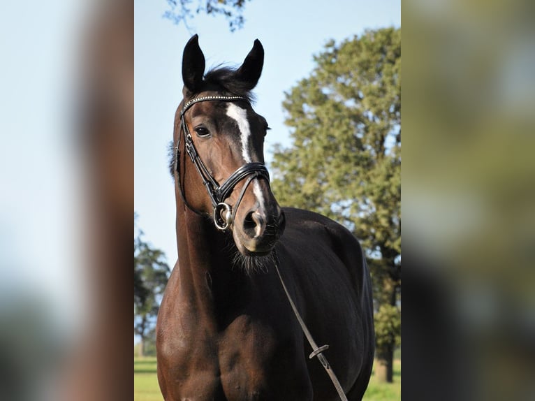 KWPN Merrie 13 Jaar 170 cm Zwartbruin in Markelo