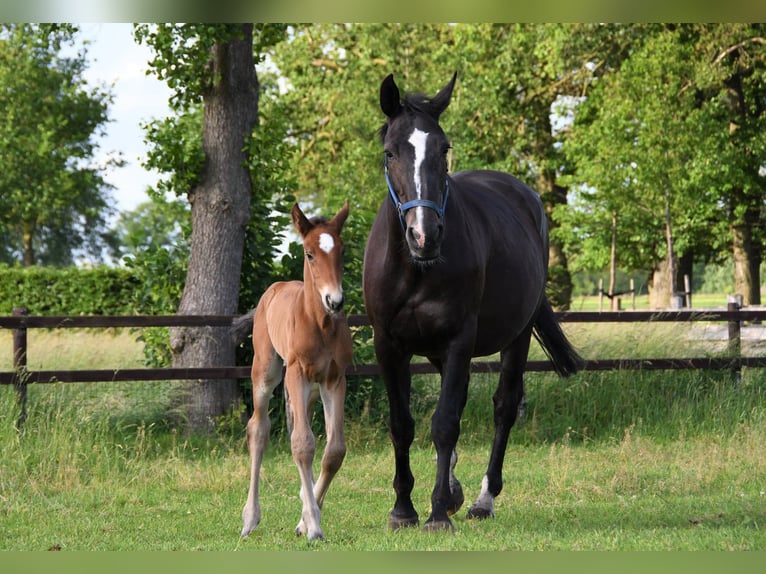 KWPN Merrie 13 Jaar 170 cm Zwartbruin in Markelo