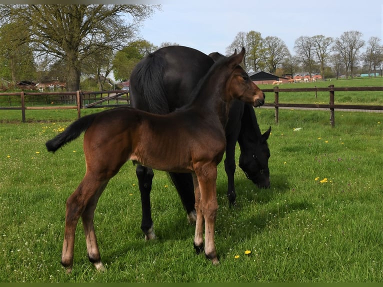 KWPN Merrie 13 Jaar 170 cm Zwartbruin in Markelo