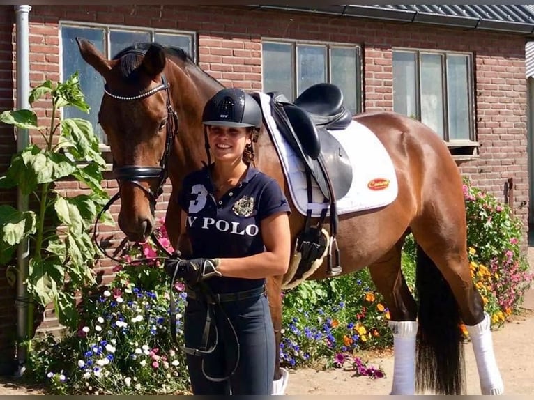 KWPN Merrie 13 Jaar 171 cm Donkerbruin in Boijl