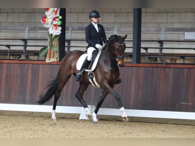 KWPN Merrie 13 Jaar 171 cm Donkerbruin in Boijl