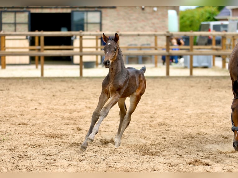 KWPN Merrie 13 Jaar 172 cm Bruin in Klazienaveen