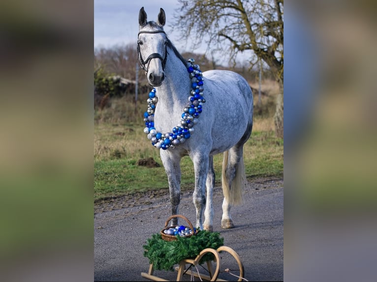 KWPN Merrie 13 Jaar 173 cm Schimmel in Großlangheim