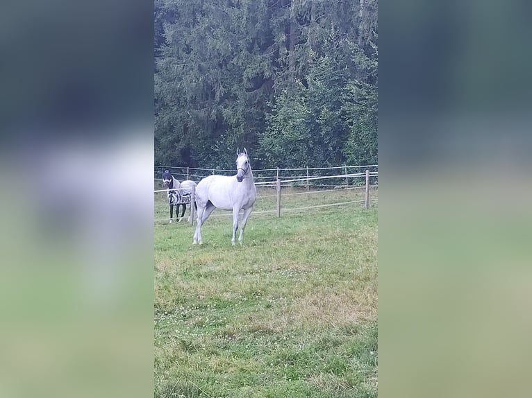 KWPN Merrie 13 Jaar 173 cm Schimmel in Großlangheim